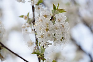 Spring Flora - Black Cherry Blossoms