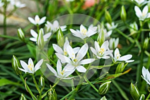 Spring floral alley. Flowers star of Bethlehem or Grass Lily or nap-at-noon, or eleven-o`clock lady Latin: Ornithogalum