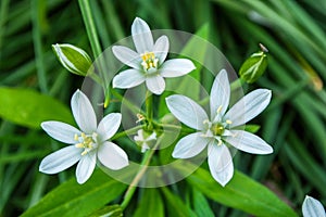 Spring floral alley. Flowers star of Bethlehem or Grass Lily or nap-at-noon, or eleven-o`clock lady Latin: Ornithogalum