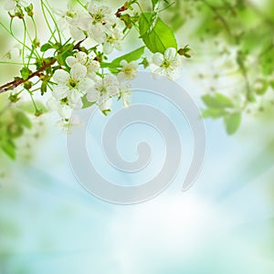 Spring floral background - abstract nature concept