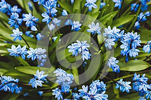 Spring floral background of blue Scilla flowers Siberian squill, sapphire star, wood squill blooming