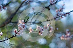 Spring floral background. Branches of cherry blossoming, sakura flowers, soft focus