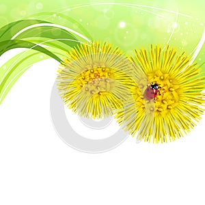 Spring floral background with coltsfoot