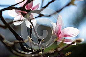 Spring floral background with magnolia flowers