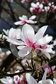 Spring floral background with magnolia flowers