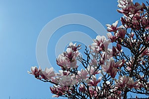 Spring floral background with magnolia flowers