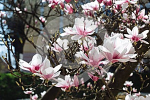 Spring floral background with magnolia flowers