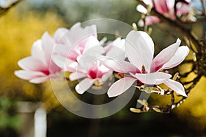 Spring floral background with magnolia flowers