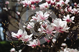 Spring floral background with magnolia flowers