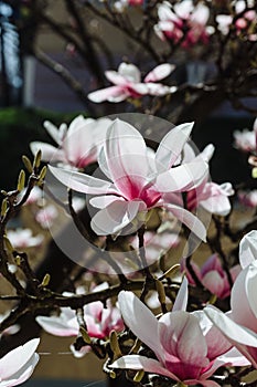 Spring floral background with magnolia flowers