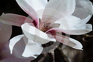 Spring floral background with magnolia flowers