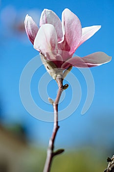 Spring floral background with magnolia flowers