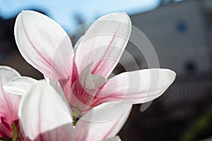 Spring floral background with magnolia flowers