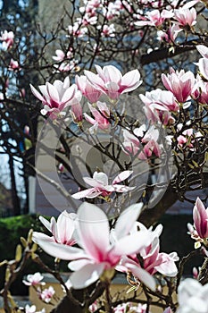 Spring floral background with magnolia flowers