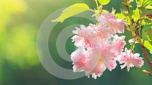Spring floral background, panorama, banner, copy space. Beautiful pink sakura flowers and fresh green leaves in the sunlight