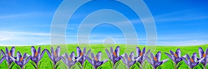 Spring floral background with purple crocuses on green grass under blue sky