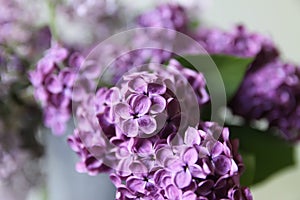 Spring floral background with purple lilac flowers close up