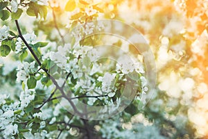 Blooming apple tree. Spring background of blooming trees.