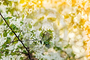 Blooming apple tree. Spring background of blooming trees.