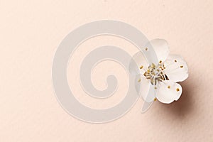 Spring floral background, texture and wallpaper. Flat-lay of white almond blossom flowers over light pink background