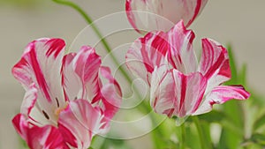 Spring floral background. Tulip flower. Dual colored red or pink white tulip. Close up.