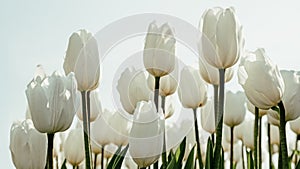 Spring floral background with white tulips