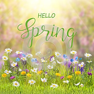 Spring floral background with wild flowers