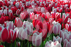 Spring floral bloom. Vibrant pink, red and purple flowers bed with natural light effect in Netherlands Garden. This European count