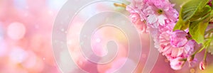 Spring floral border or background art with pink cherry blossom. Beautiful nature scene with blooming tree and sun flare