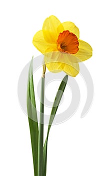 Spring floral border, beautiful fresh daffodils flowers, isolated on white background.