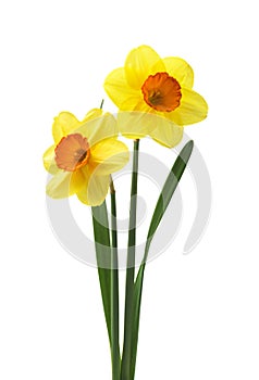 Spring floral border, beautiful fresh daffodils flowers, isolated on white background.