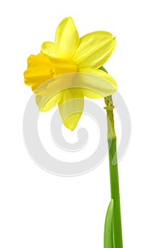 Spring floral border, beautiful fresh daffodils flowers, isolated on white background. Selective focus