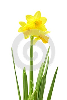 Spring floral border, beautiful fresh daffodils flowers, isolated on white background. Selective focus