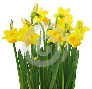 Spring floral border, beautiful fresh daffodils flowers, isolated on white background. Selective focus