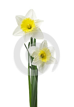 Spring floral border, beautiful fresh daffodils flowers, isolated on white background. Selective focus