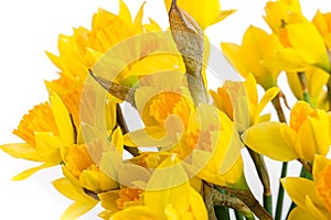 Spring floral border, beautiful fresh daffodils flowers, isolated on white background.