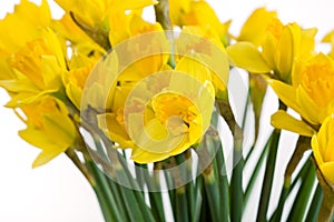 Spring floral border, beautiful fresh daffodils flowers, isolated on white background.