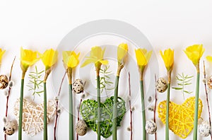 Spring floral border, beautiful fresh daffodils flowers, isolated on white background. Selective focus