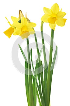 Spring floral border, beautiful fresh daffodils flowers, isolated on white background. Selective focus