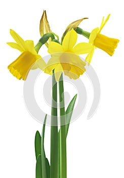 Spring floral border, beautiful fresh daffodils flowers, isolated on white background. Selective focus