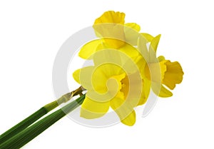 Spring floral border, beautiful fresh daffodils flowers, isolated on white background. Selective focus