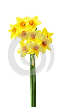 Spring floral border, beautiful fresh daffodils flowers, isolated on white background.