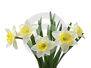 Spring floral border, beautiful fresh daffodils flowers, isolated on white background. Selective focus