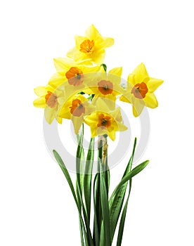 Spring floral border, beautiful fresh daffodils flowers, isolated on white background.