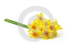 Spring floral border, beautiful fresh daffodils flowers, isolated on white background.