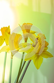 Spring floral border, beautiful fresh daffodils flowers