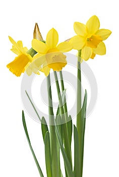 Spring floral border, beautiful fresh narcissus flowers.