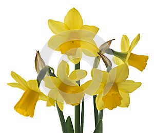 Spring floral border, beautiful fresh narcissus flowers.