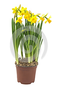 Spring floral border, beautiful fresh narcissus flowers