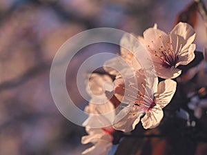 Spring floral concept. Full blooming of apricot tree. Beautiful flower on an abstract blurred background. Detailed closeup with